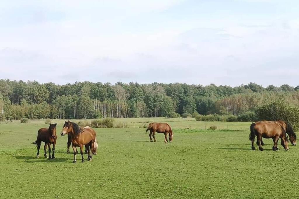 Buglandia Villa Parosla Buitenkant foto